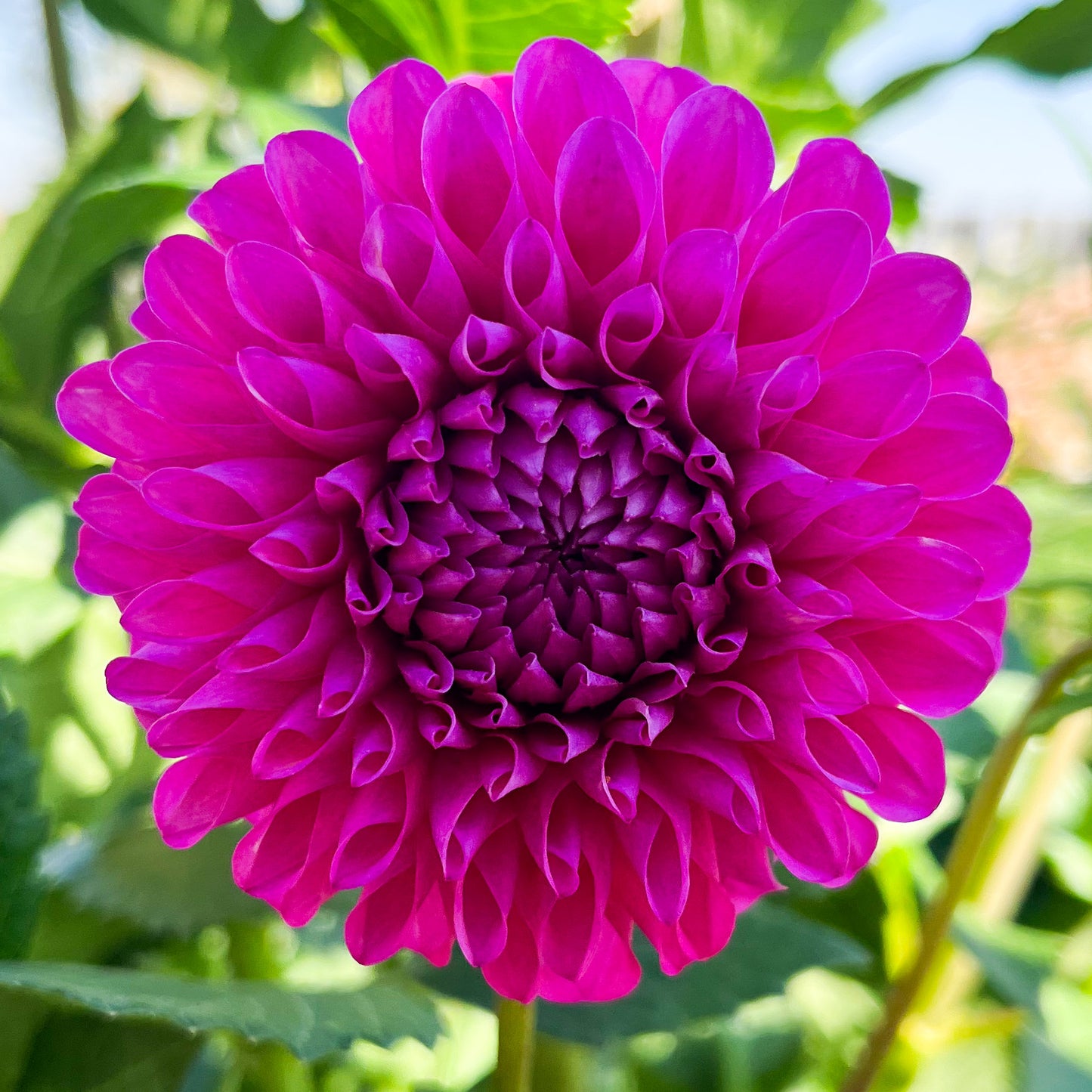 Chimacum Katie